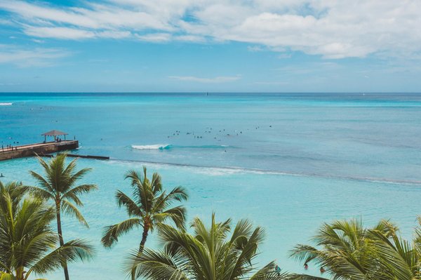 Comment organiser une croisière pour observer les dauphins roses en Amazonie?